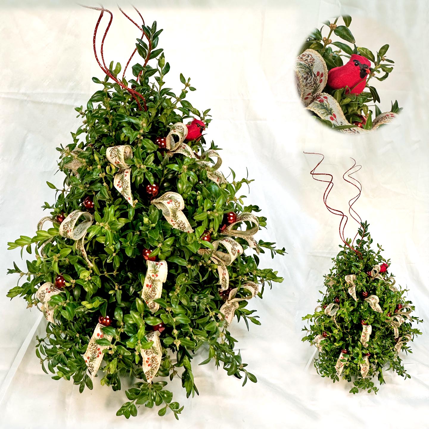 Boxwood Tree - no longer available online. See us at the Market on December 6th!